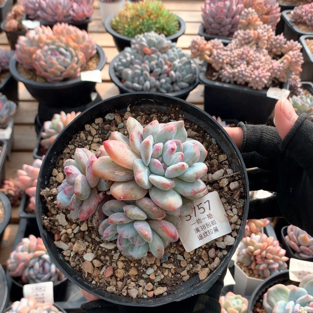 11厘米三头星影石化3757