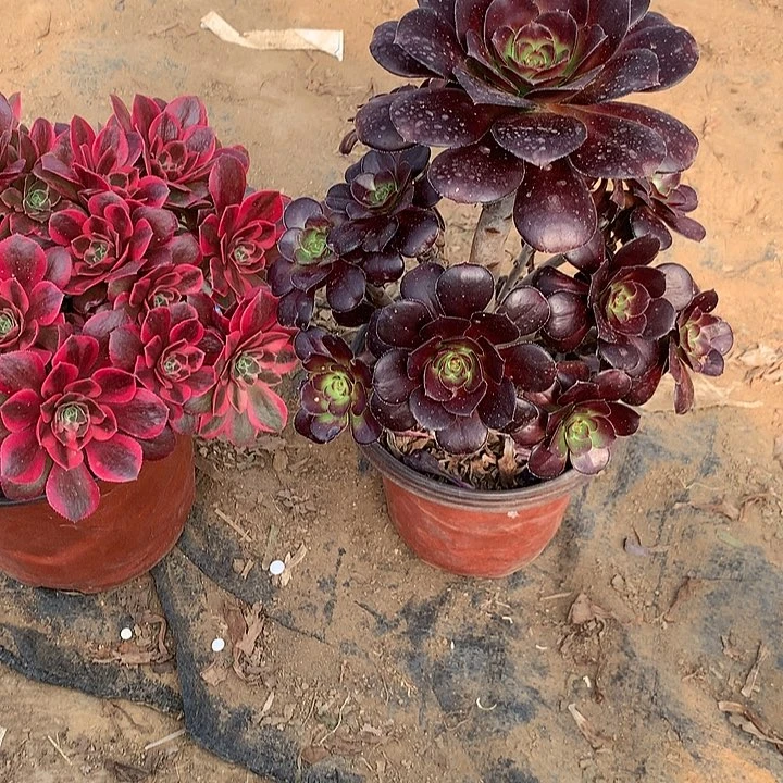 多肉植物女妖组合17