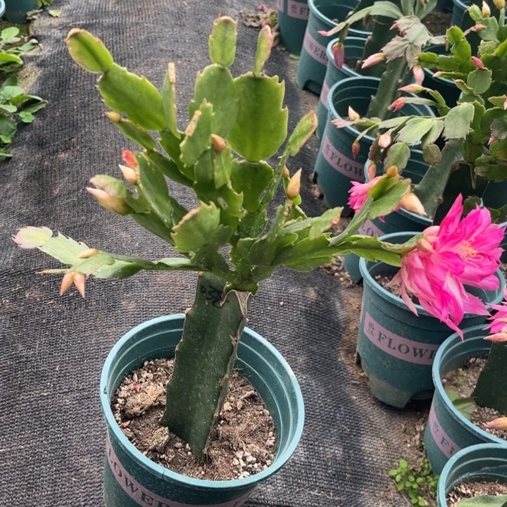 小***宝63号038，1111111111