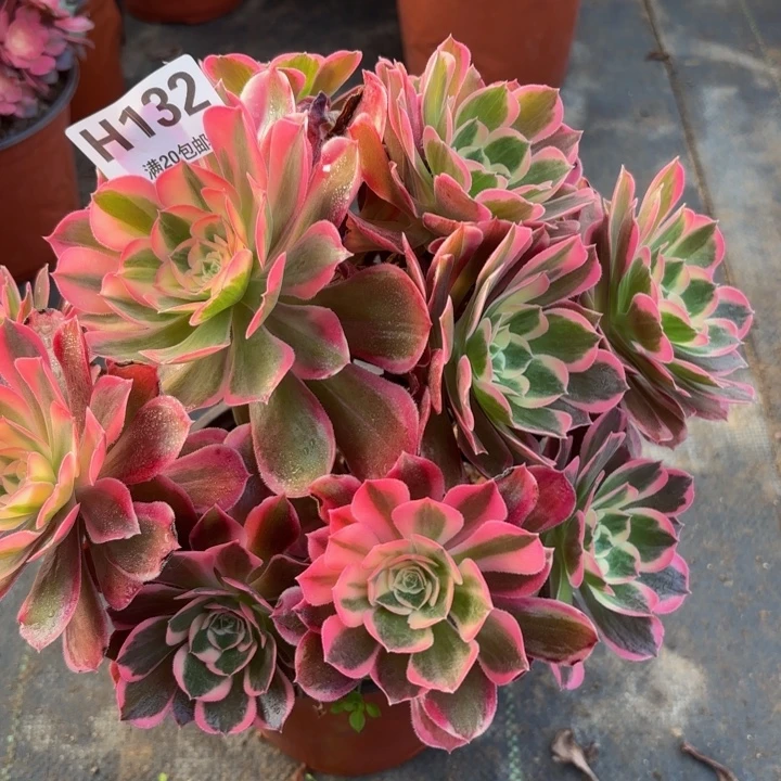 瑞妈多肉植物，132.皇后