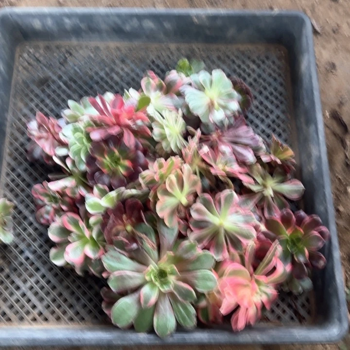 风***雨无花朵砍头50个不售后