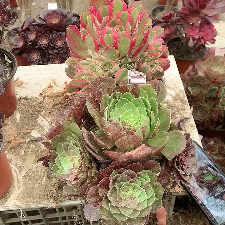 冬**梅860花月夜女巫多肉植物