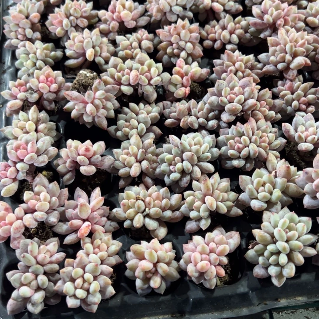 双头半夏到手2颗 量拍多肉满18包邮