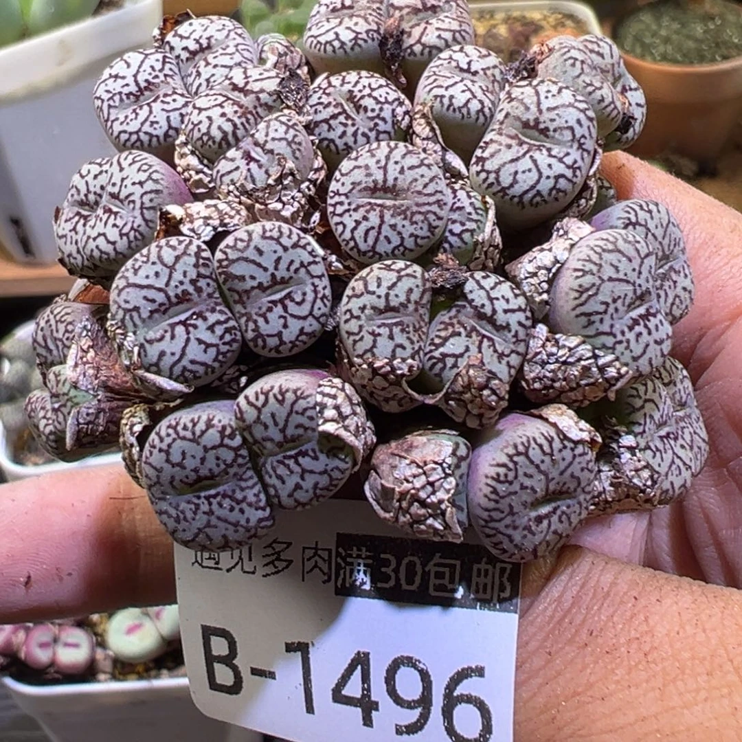 多肉植物111111111111