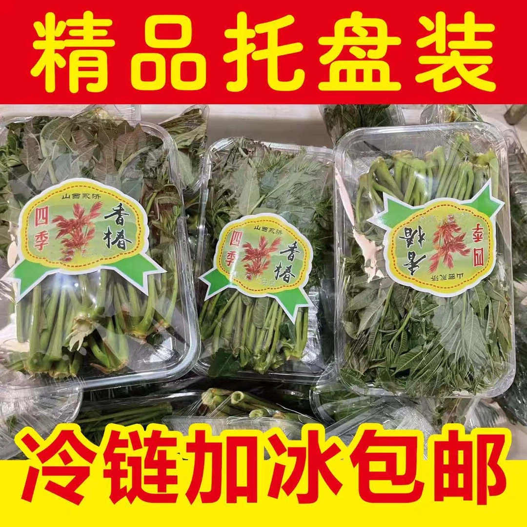 【精美托盘装】2025冬季温棚新鲜头茬香椿芽现摘现发泡沫箱+冰瓶