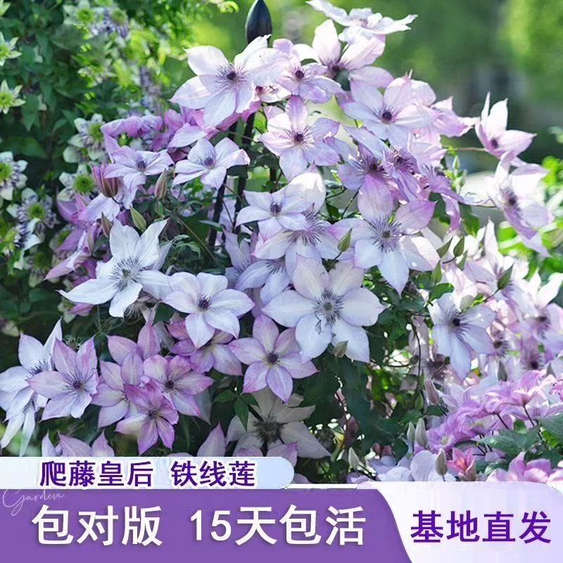 铁线莲中苗基地种植直发乌托邦皇后铁线莲爬藤植物耐寒多年生批发