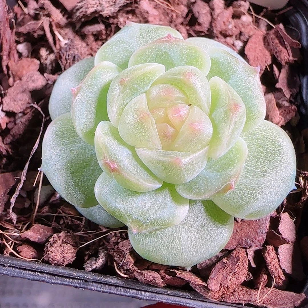 0914---66A29糖心珍妮