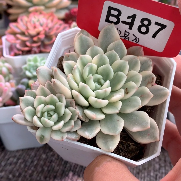 红宝石覆轮锦有根