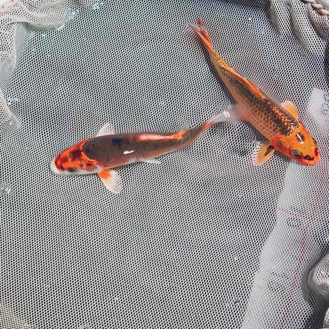 锦鲤锦鲤观赏鱼111