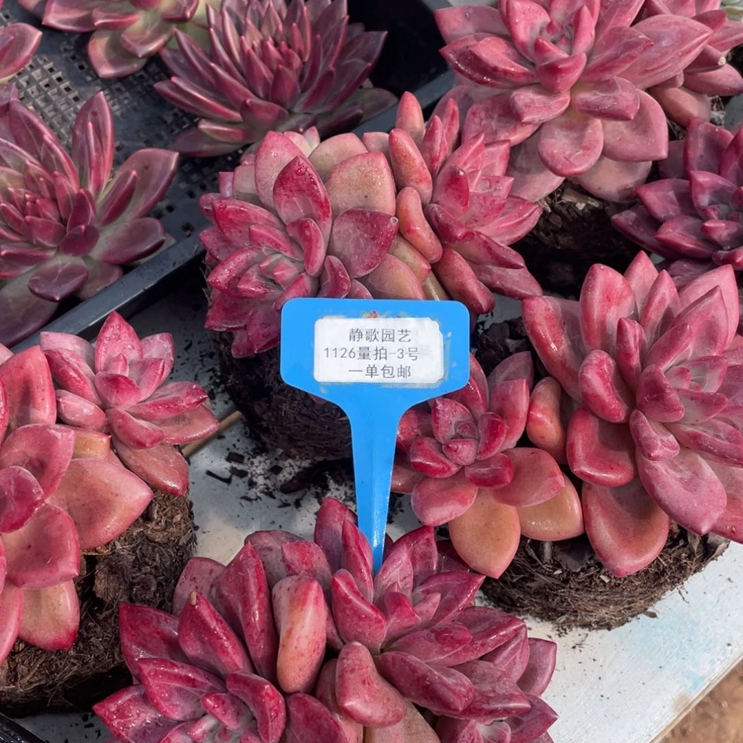 1126-3-精品赫菲双头一颗量拍