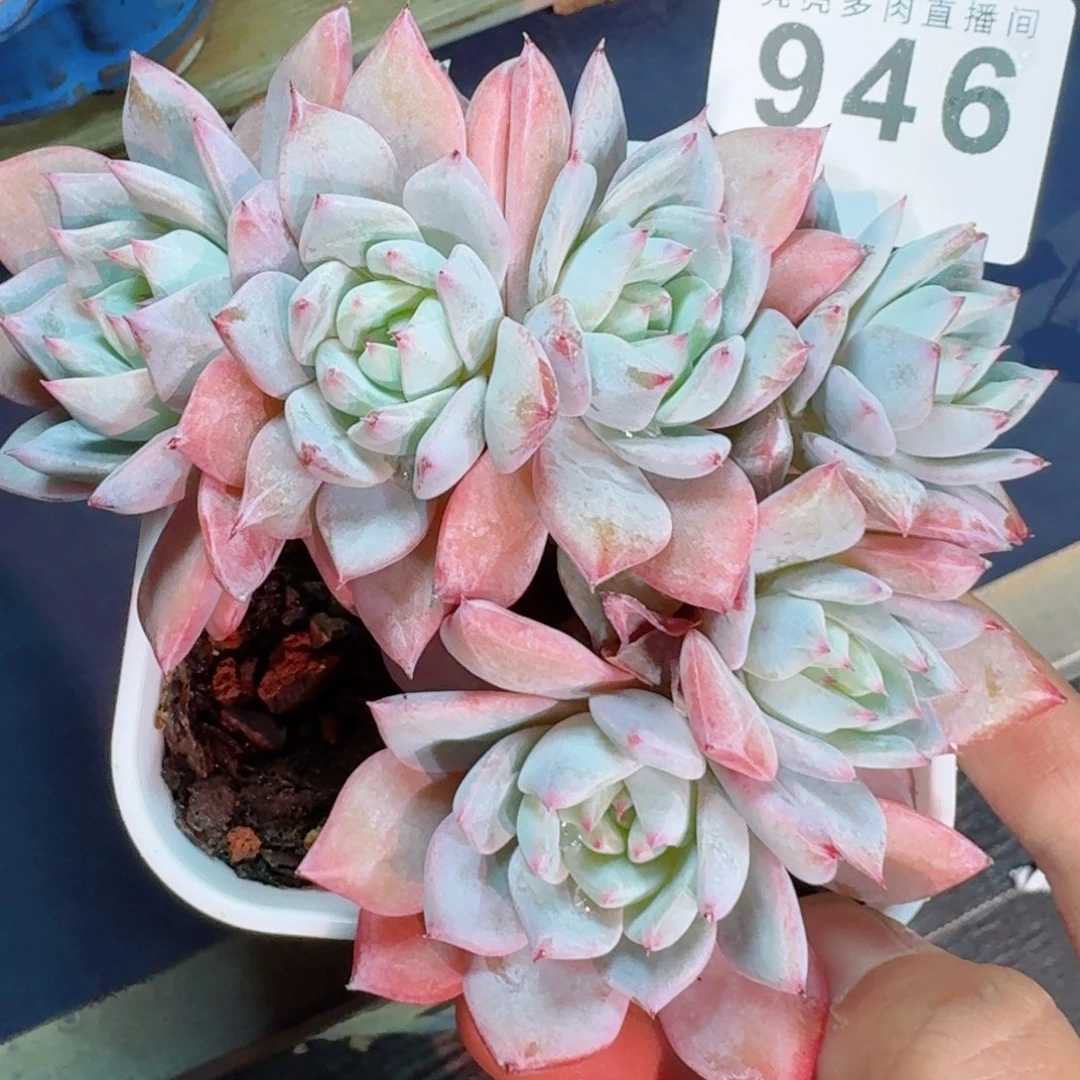 无砍粉蓝鸟      愿你一路坦途，乘风破浪展宏图