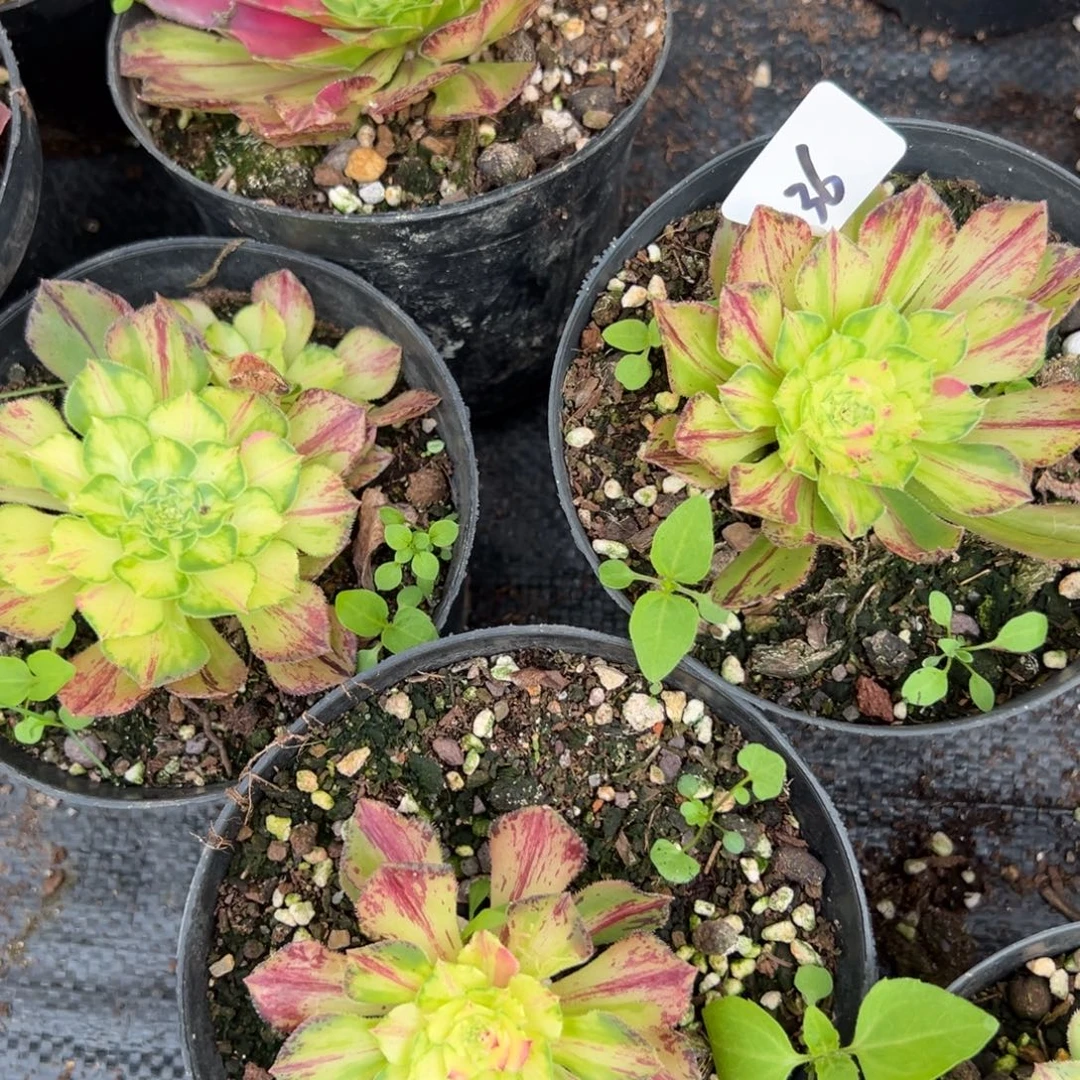 20包邮36知否一颗5多肉