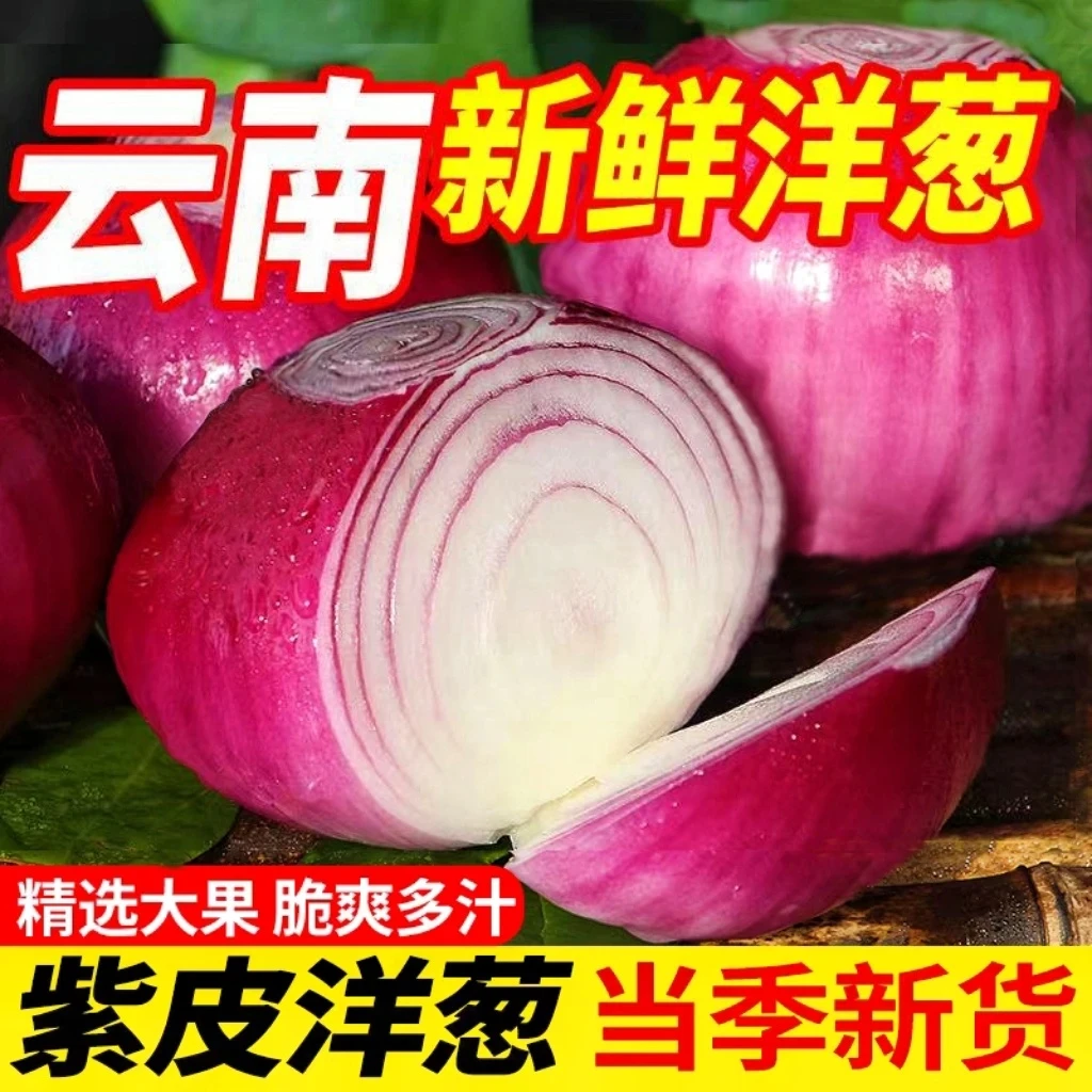云南高山种植紫皮洋葱圆葱 新鲜可生吃 农家种植 坏果包赔