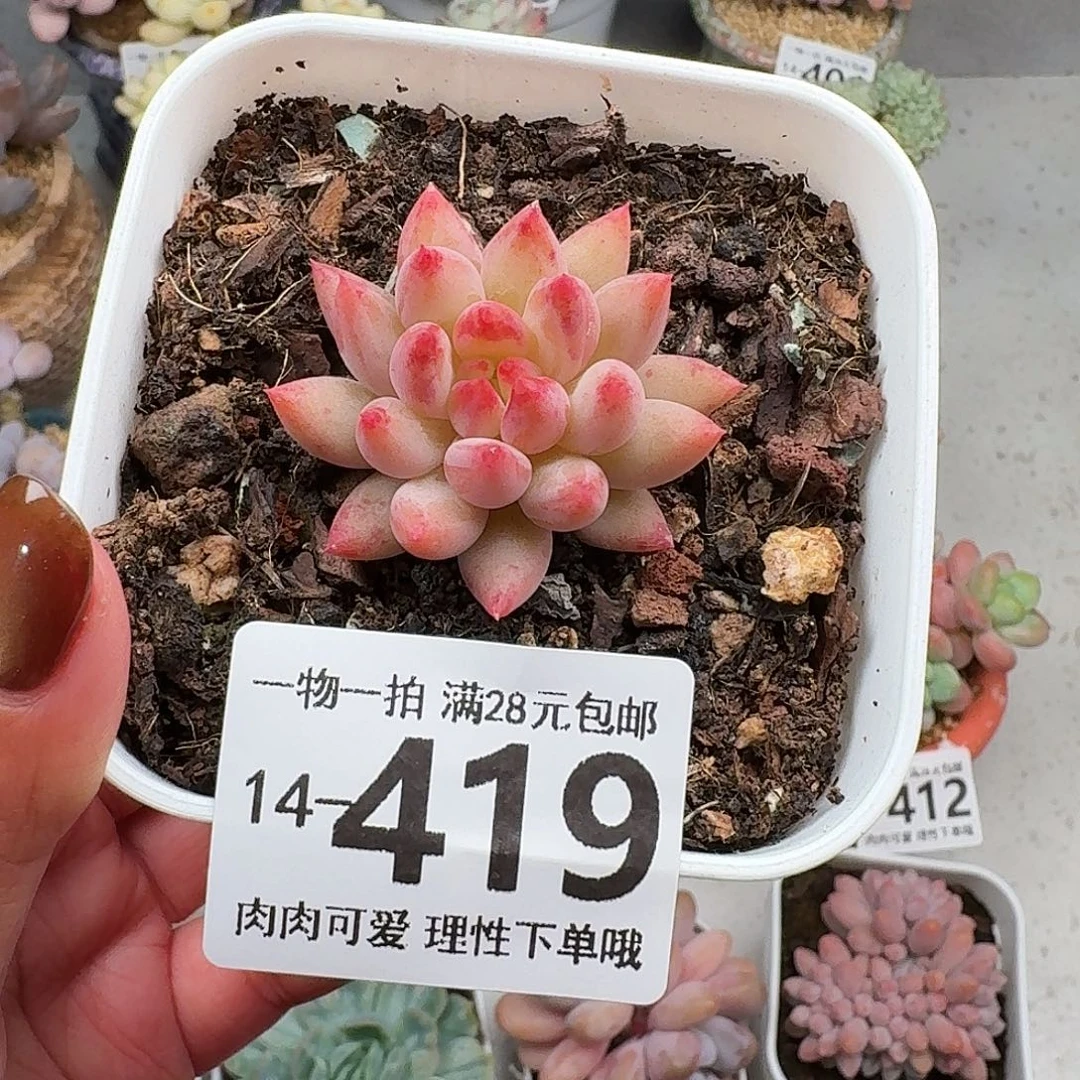 虞美人无盆土发货无