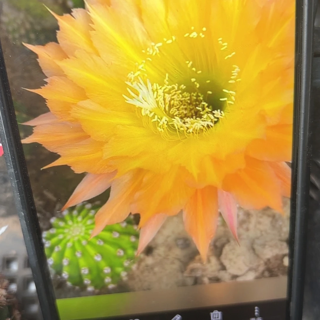 黄金玫瑰毛侧牙20包邮仙人球1