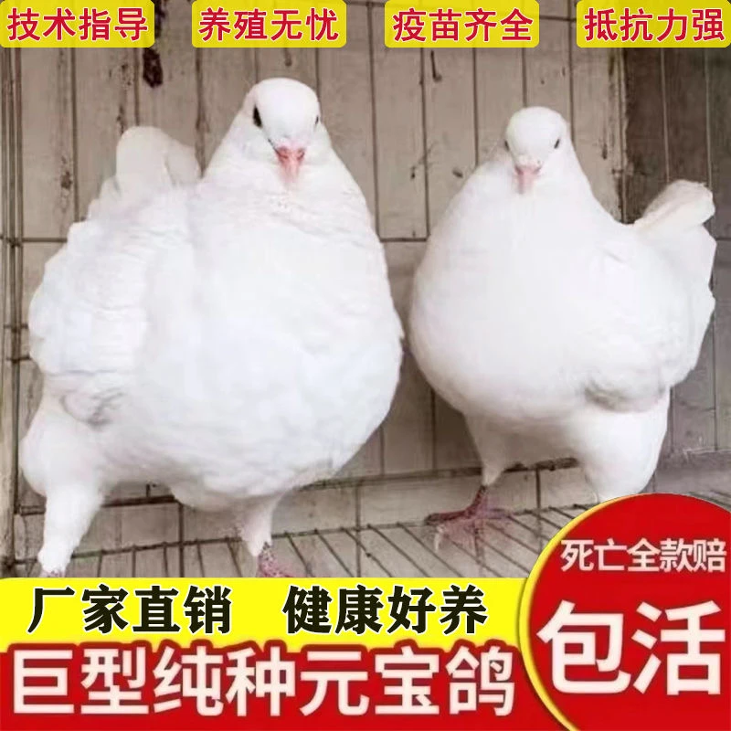 包邮包下蛋巨型纯种元宝鸽子活公母一对观赏大体种鸽肉鸽宠木质