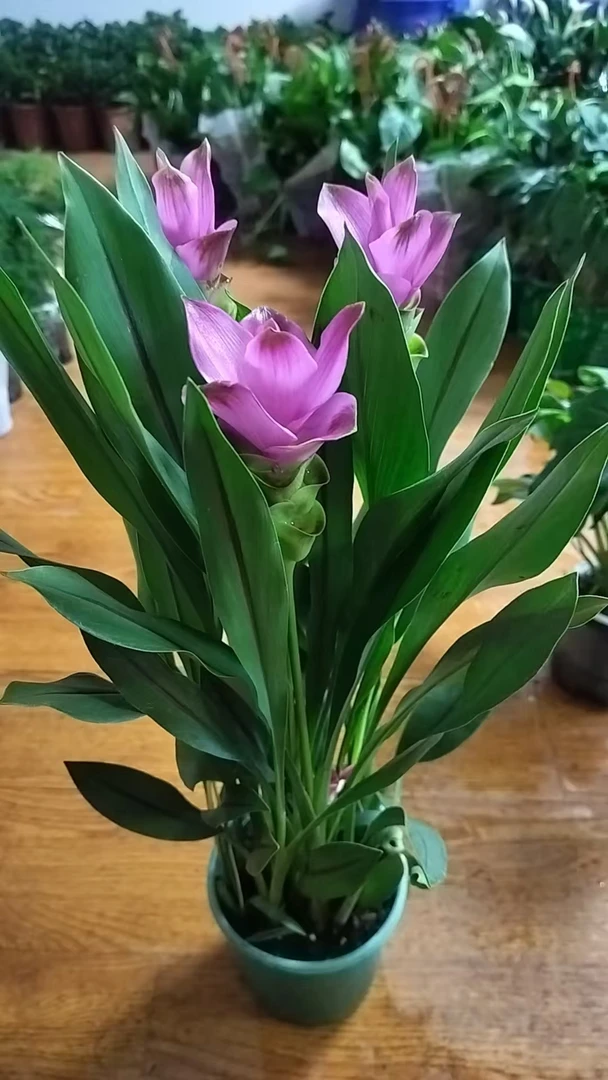 鸿运姜荷花（室内盆栽）