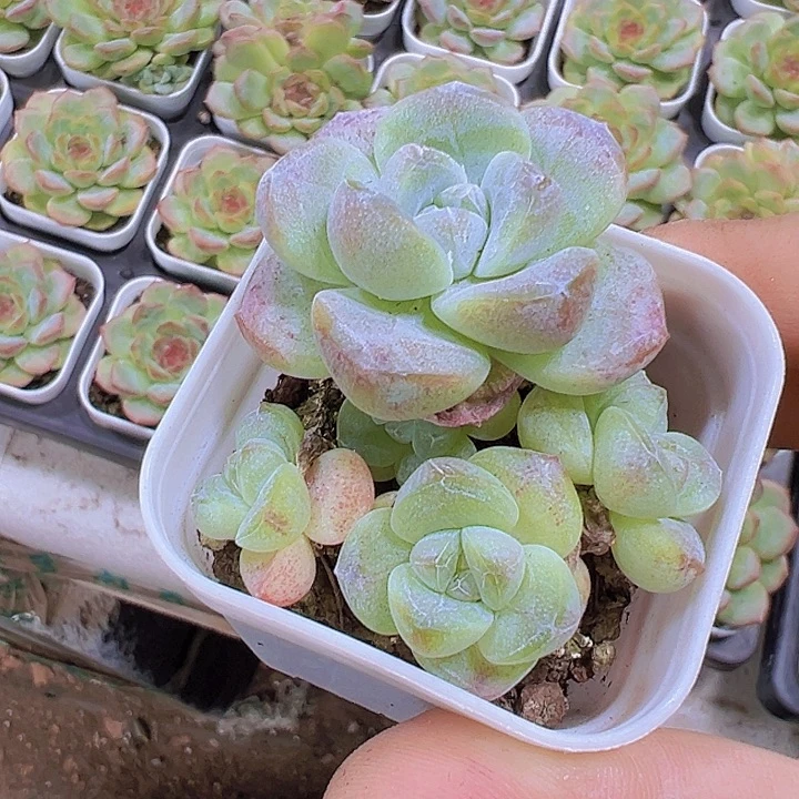 冰玉群19包邮多肉植物
