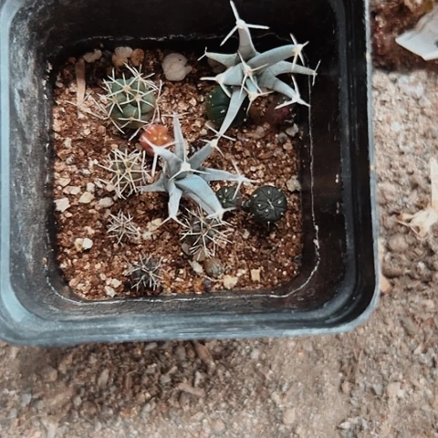 2463仙人球小苗的