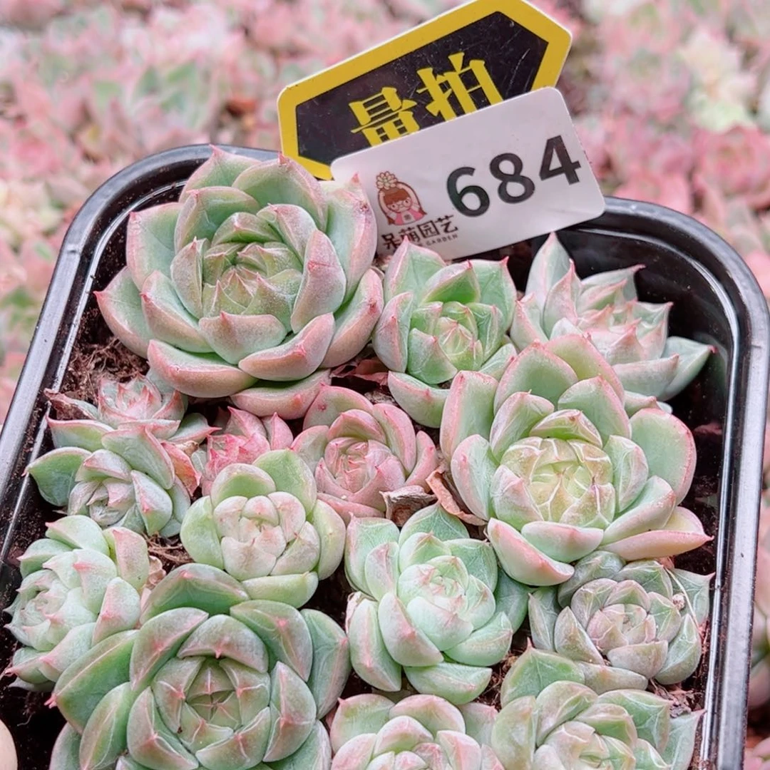 多肉植物多肉植物