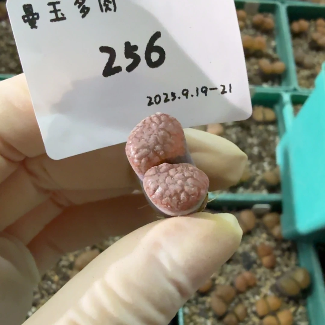 燃***毛多肉多肉多肉9.20-256