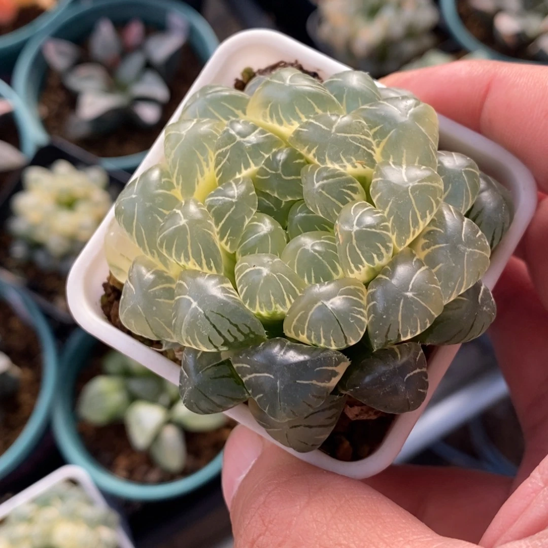 一颗糊斑湖水玉露锦