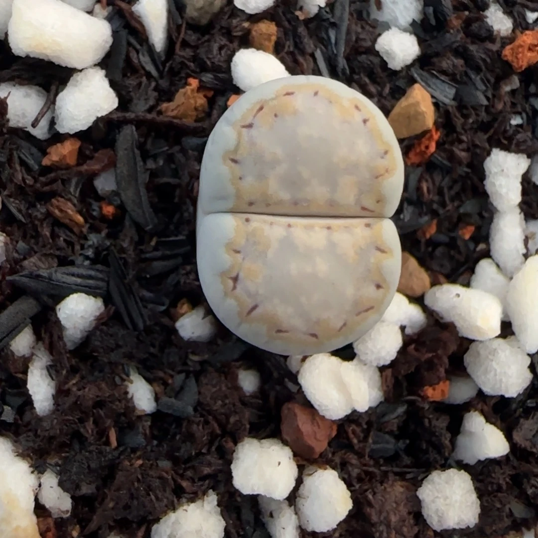 648脱土发饼干清框福利30包邮