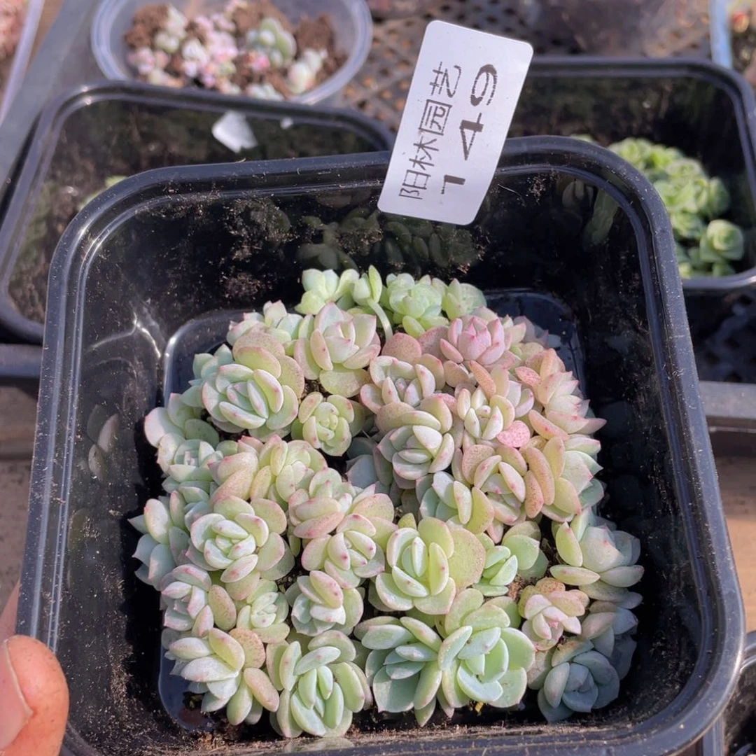 多肉植物多肉植物149