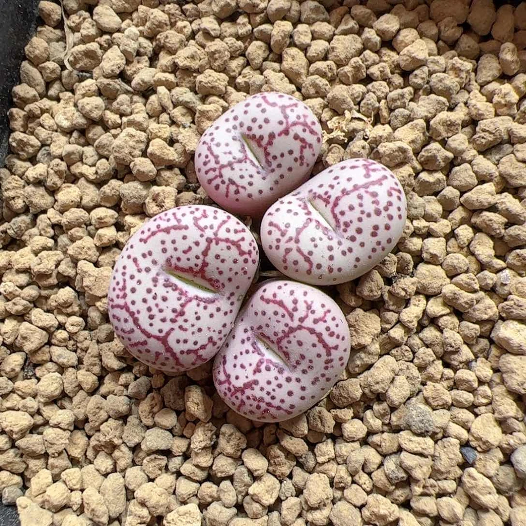【闪购商品】55 火龙果