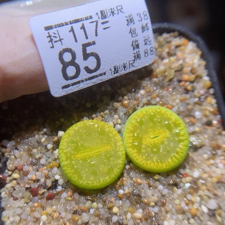 精品生石花117.85