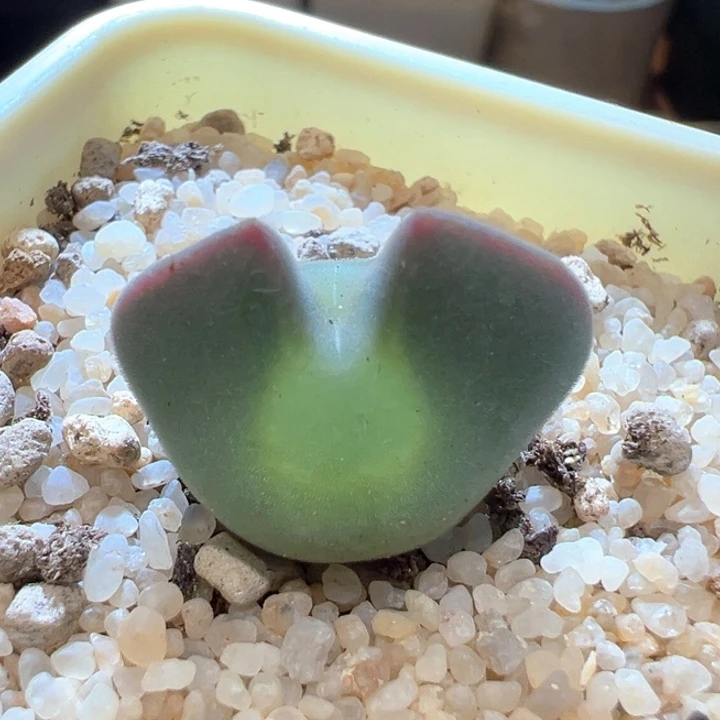 857。 青蛙种源优选大大大眼空蝉。