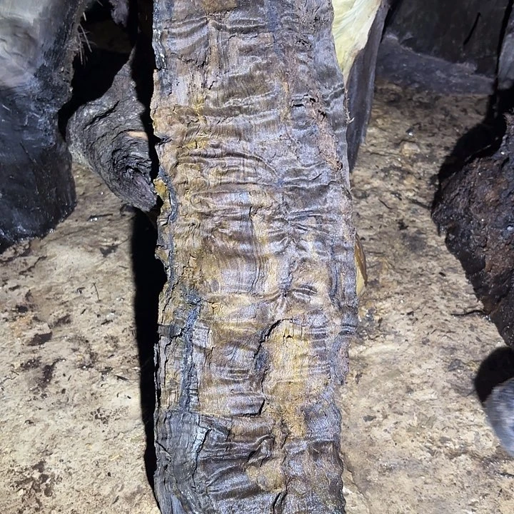 天***5金丝楠金丝楠阴沉木