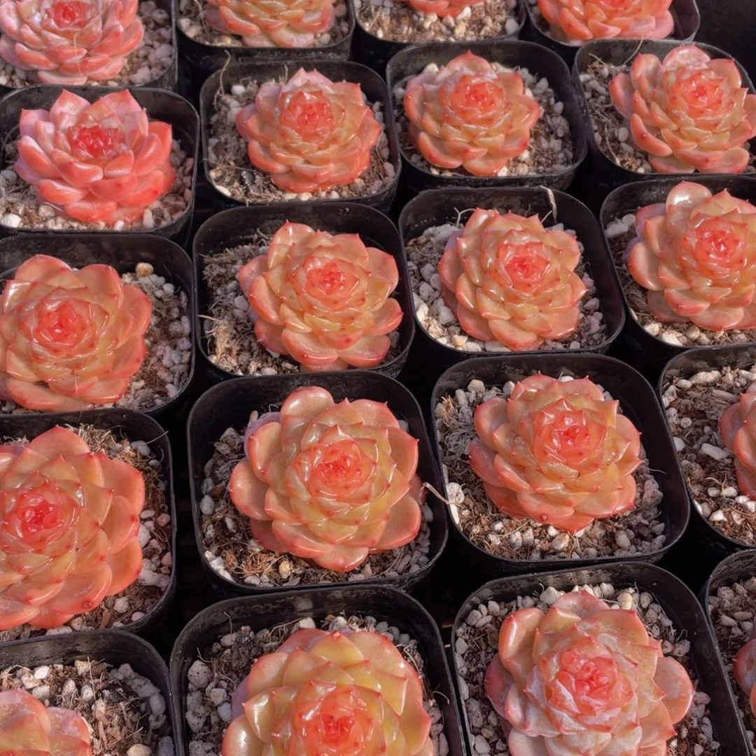 量拍21号 糖心红闪闪单头一个