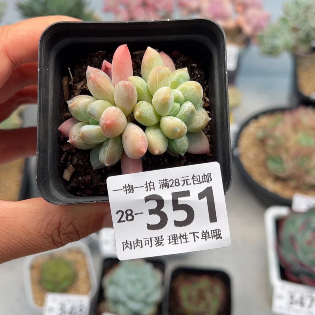 三色奶多肉多多肉多肉