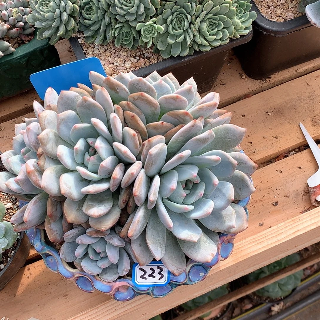 223 一物一拍多肉