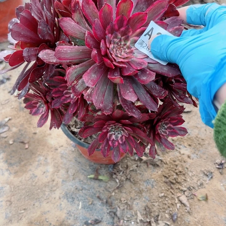 894紫霞多肉植物