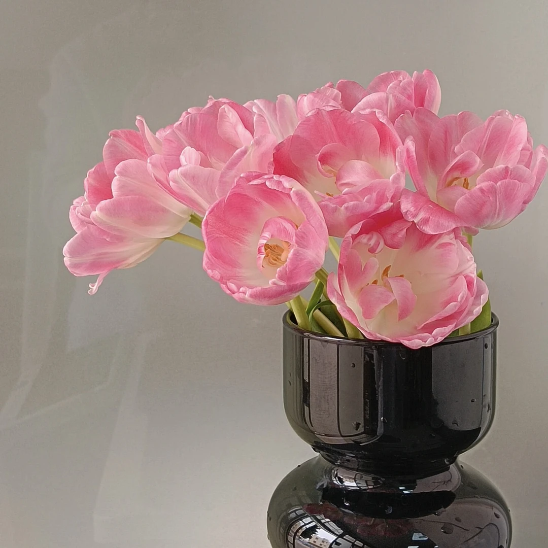 两单包邮！郁金香1把（20%不售后）