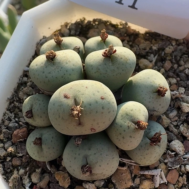 242 奶油嘴。    肉锥。