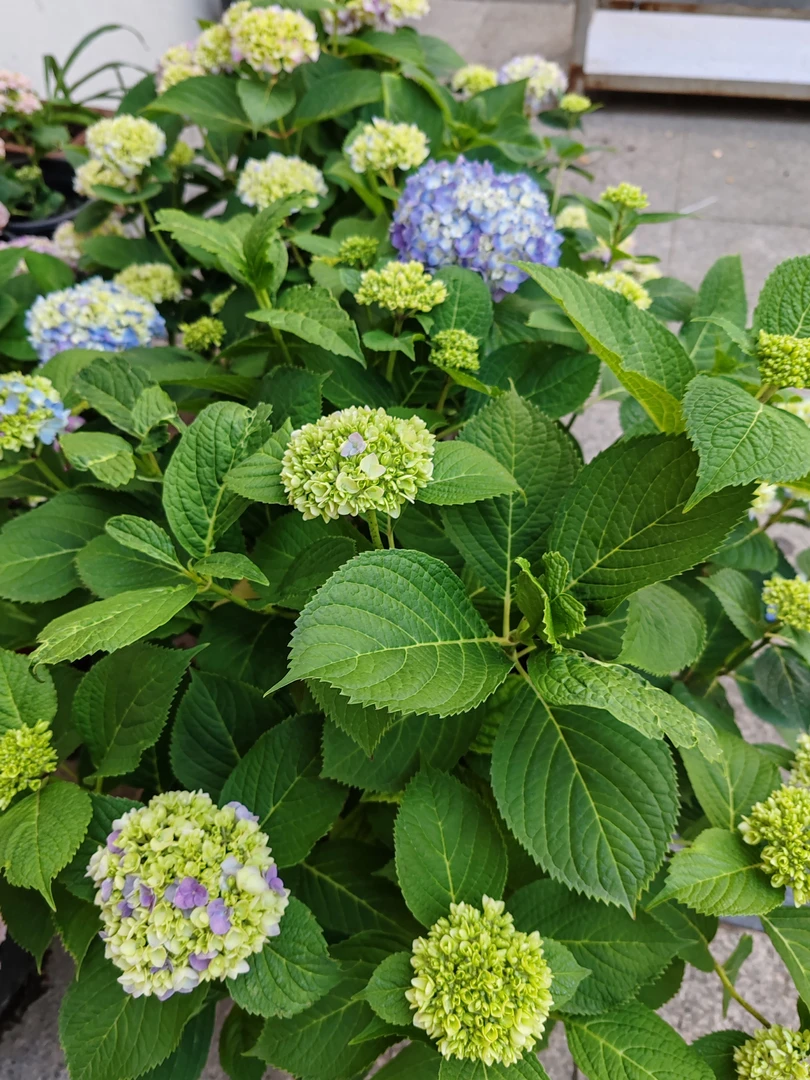 无尽夏（贵州露天绣球花）