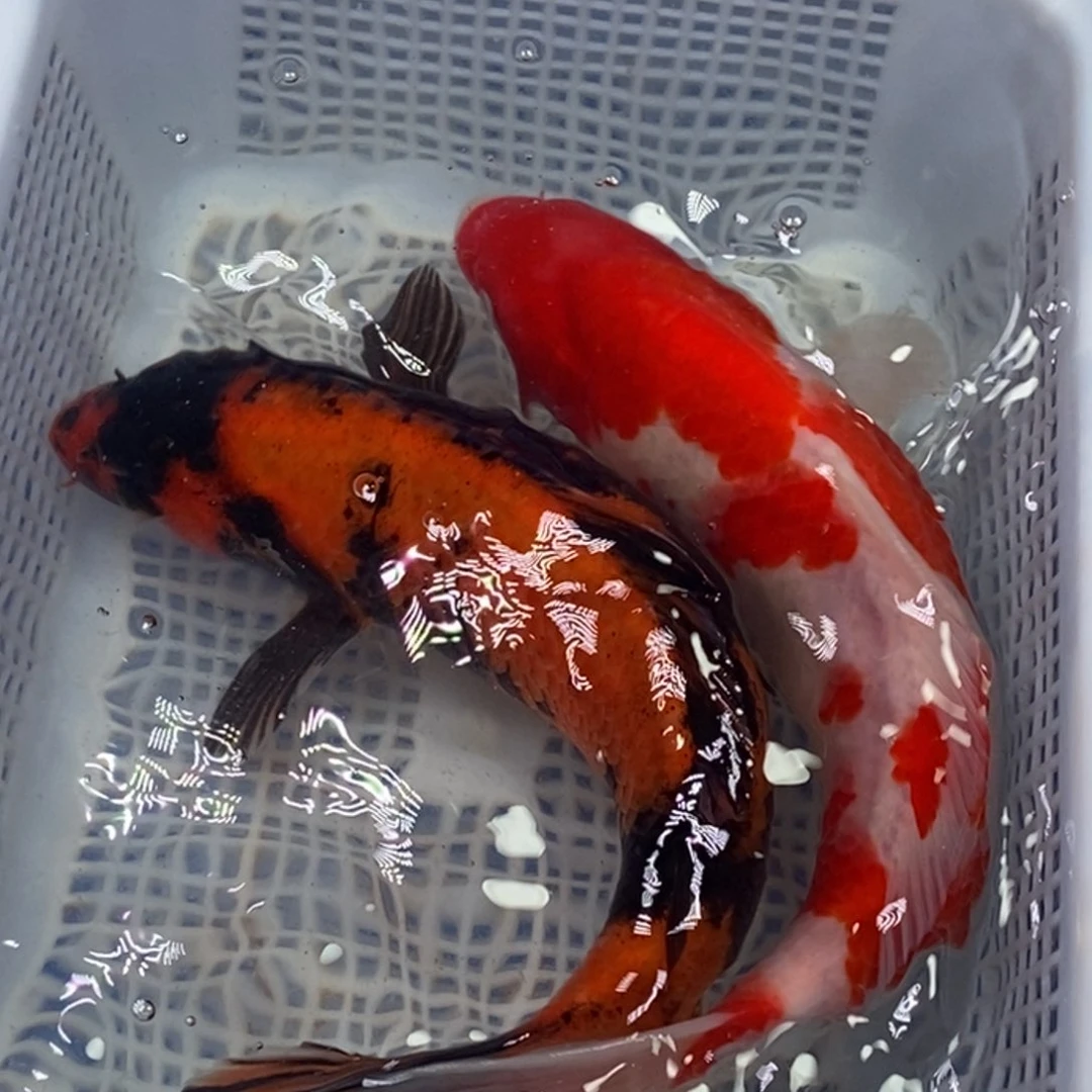 锦鲤锦鲤（无开箱视频不售后）