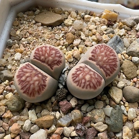 菊红窗菊花纹，双头母本带盆土发货