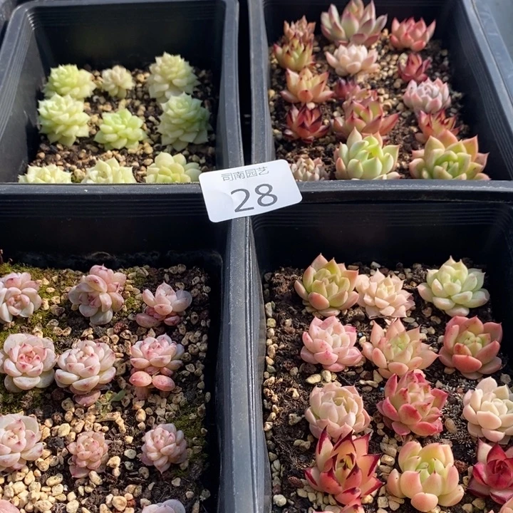 28 多肉植物盆栽花卉