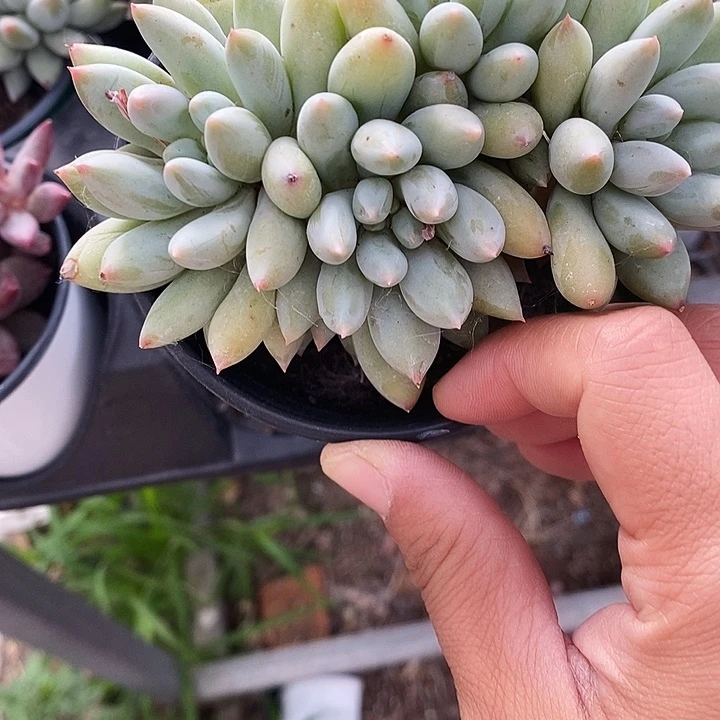 所罗门3689“l k k m m m m n n