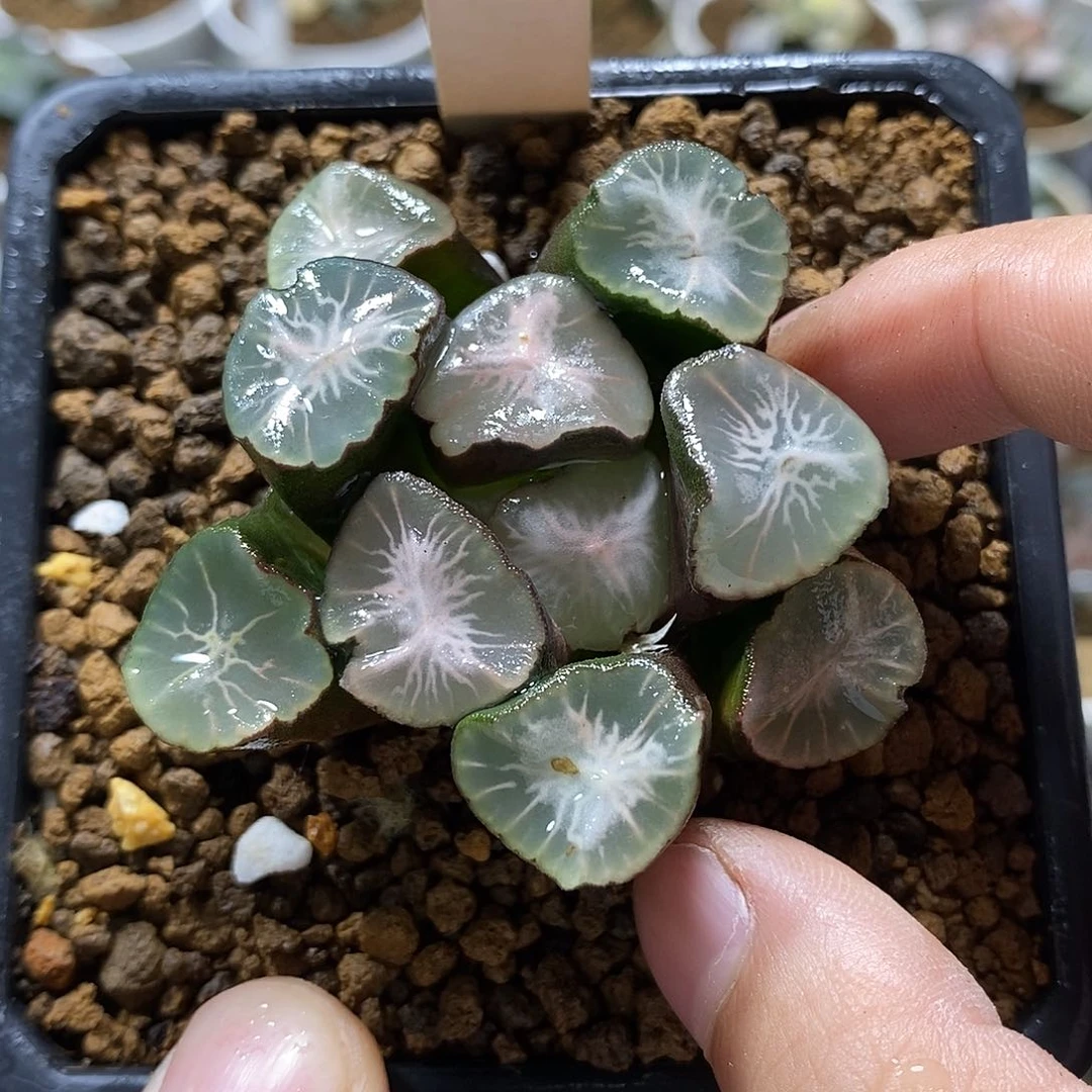 26山之翠万象十二卷