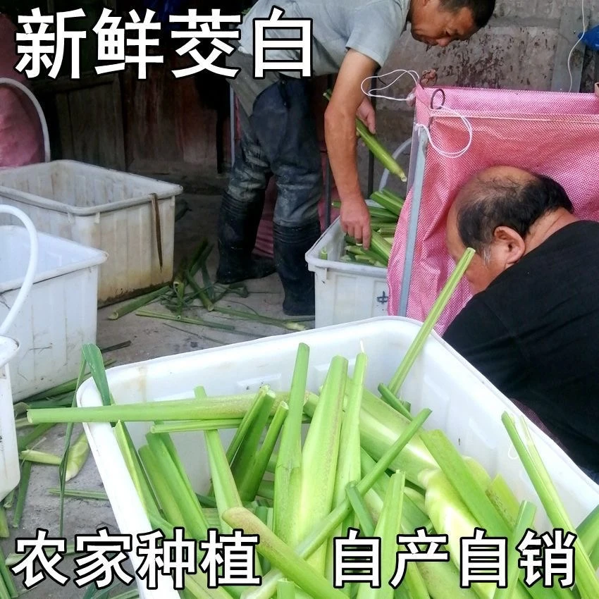浙江当季新鲜茭白农家蔬菜时令高笋茭儿菜新鲜带壳发货食材鲜美