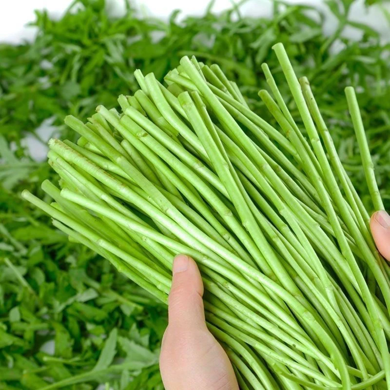 【湖南味道】本地黎蒿杆新鲜时令蔬菜芦蒿茼蒿