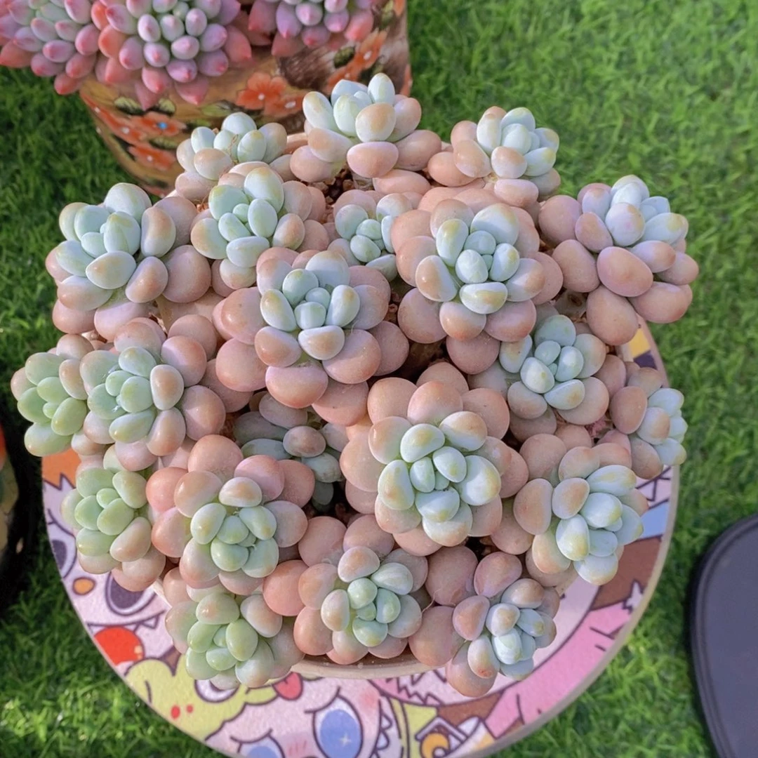 爱****香水洛神 一物一拍