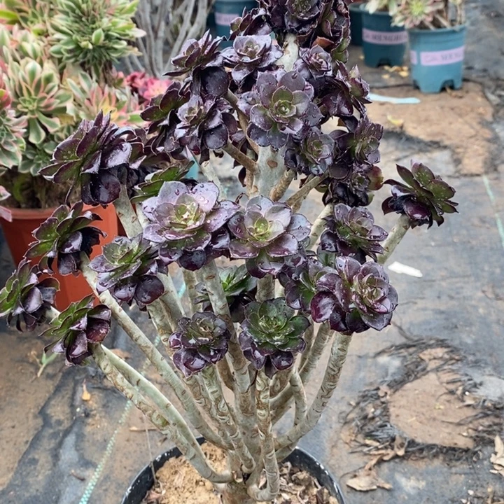 黑豆15多肉植物法师法师