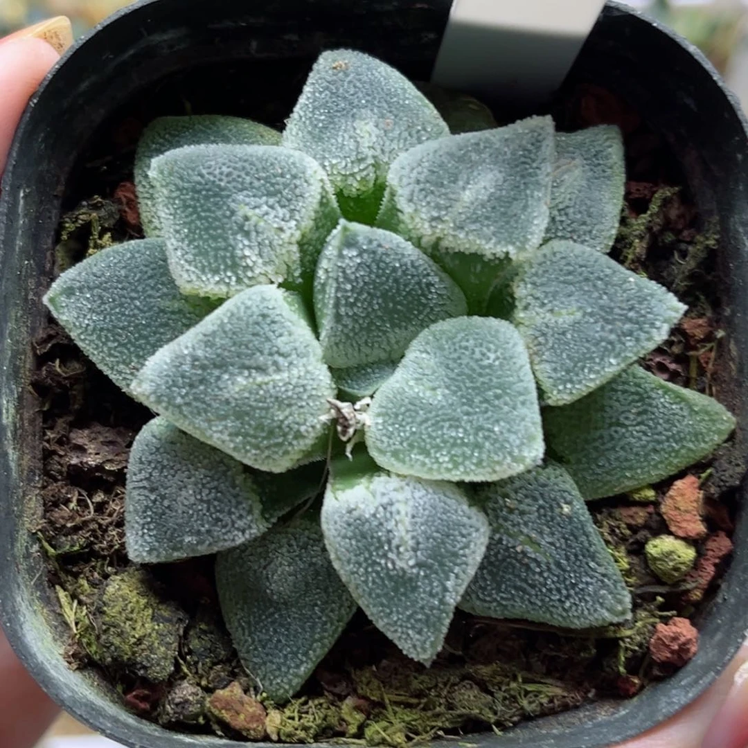 505冰钻哈哈哈哈哈哈哈