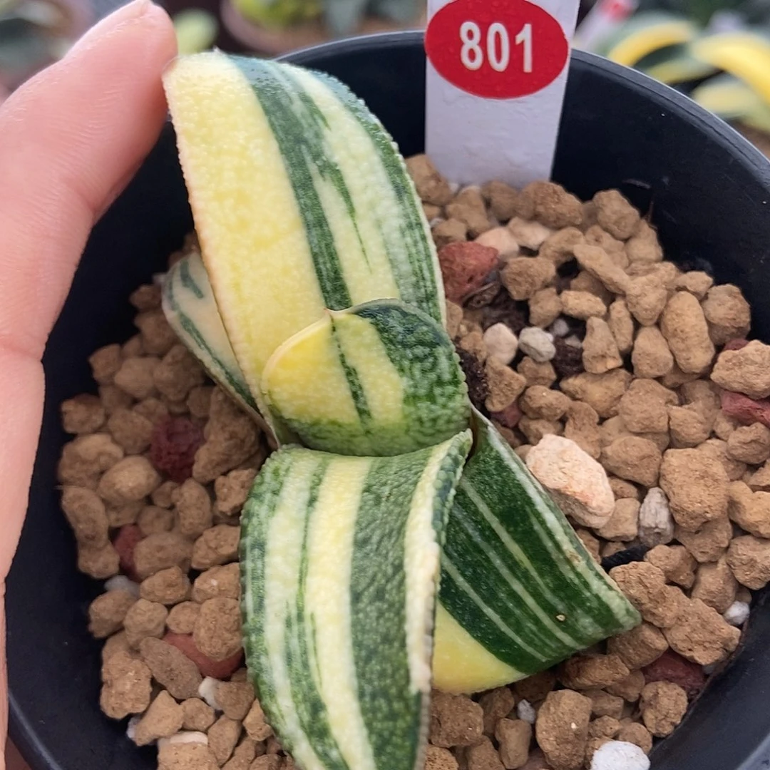 801卧牛实生转锦带盆发货